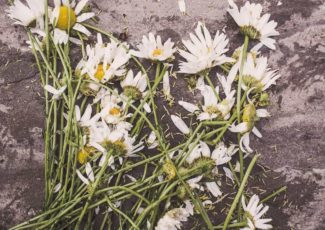 dying daisies