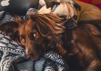 2 dogs snuggled