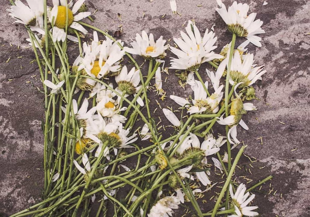 dying daisies